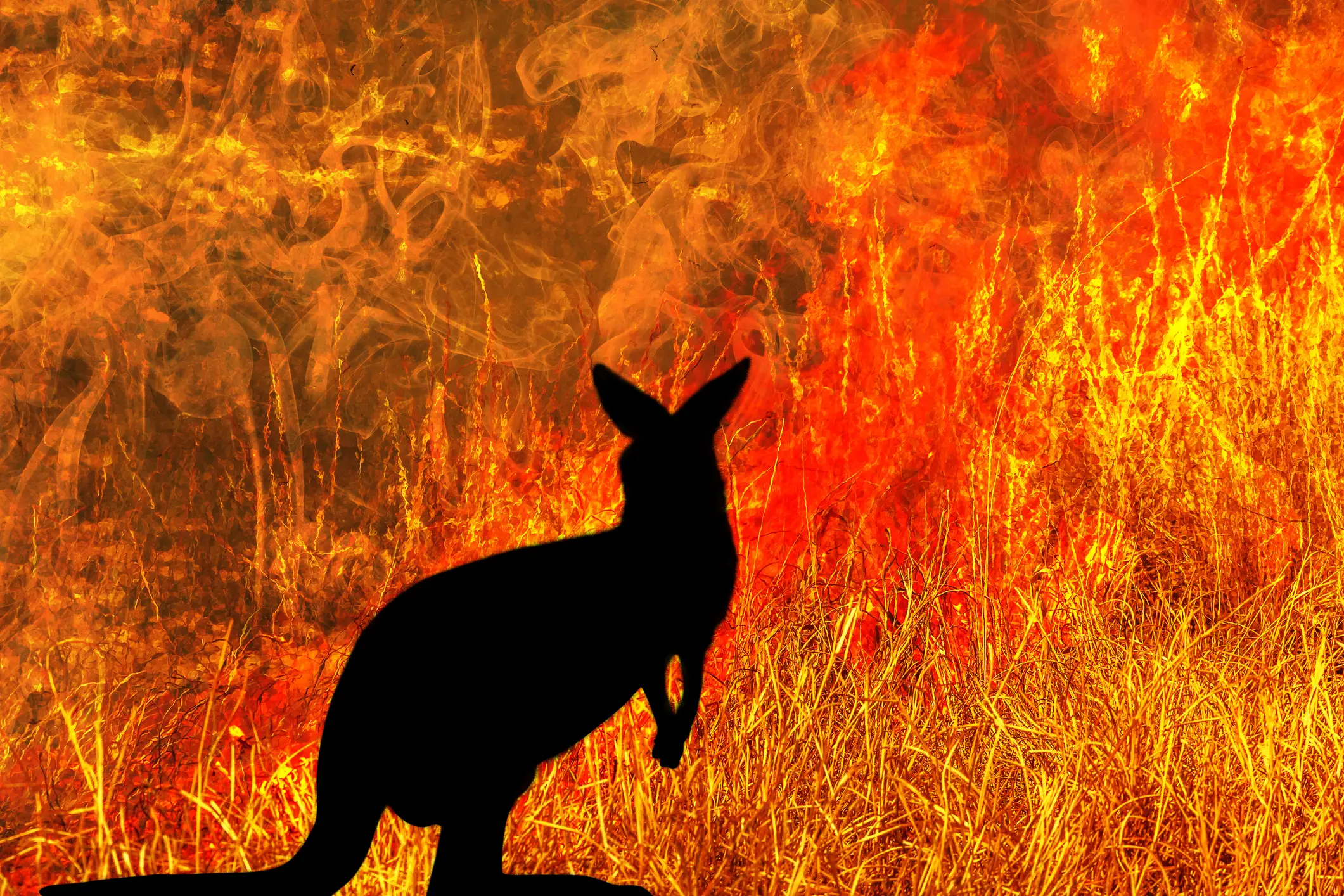 The introduction of AusAlert comes after the devastating bushfires in 2019 and 2020 (bennymarty/Getty Images)