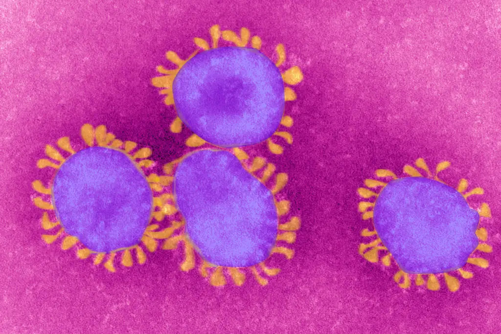 The current form of this AI vaccination can treat a whole family of viruses, including their future mutations (BSIP/UIG Via Getty Images)