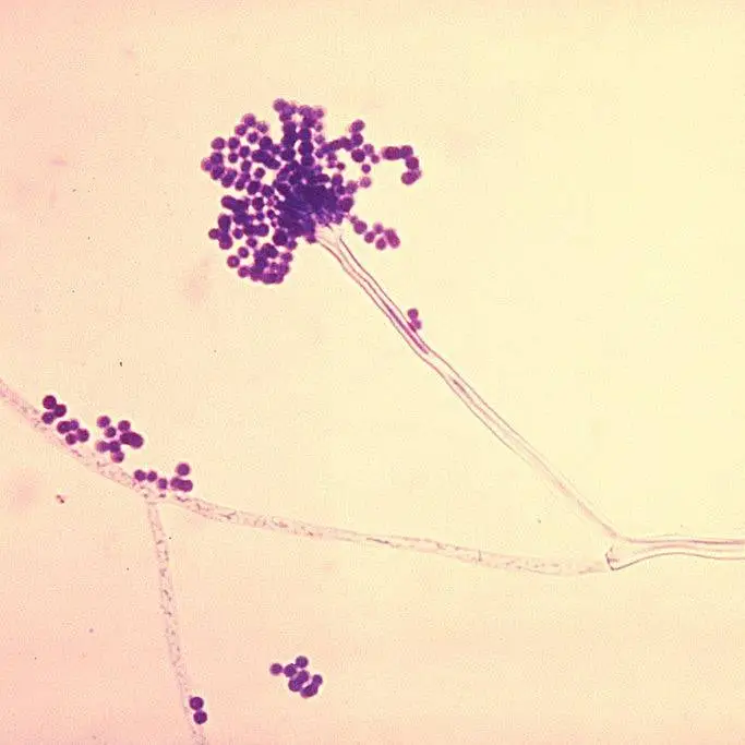 Smith Collection/Gado / Contributor / Getty