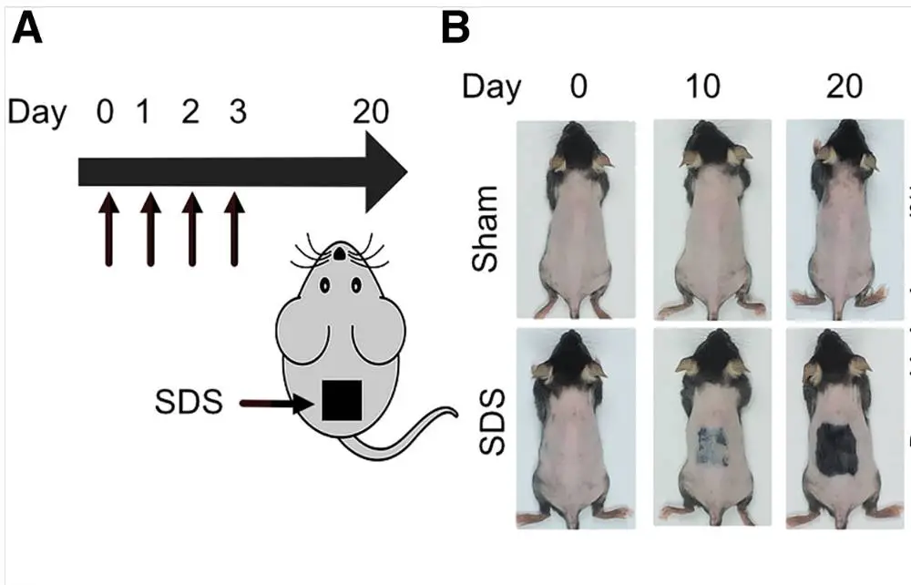 The 'miracle' serum could soon be available for humans (Cell Metabolism)