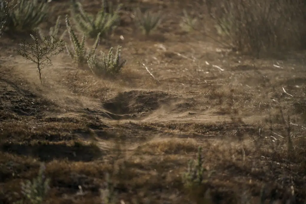 The funal spores originate in the dirt, and are brought out by strong winds and dust storms (Carolyn Van Houten/The Washington Post via Getty Images)
