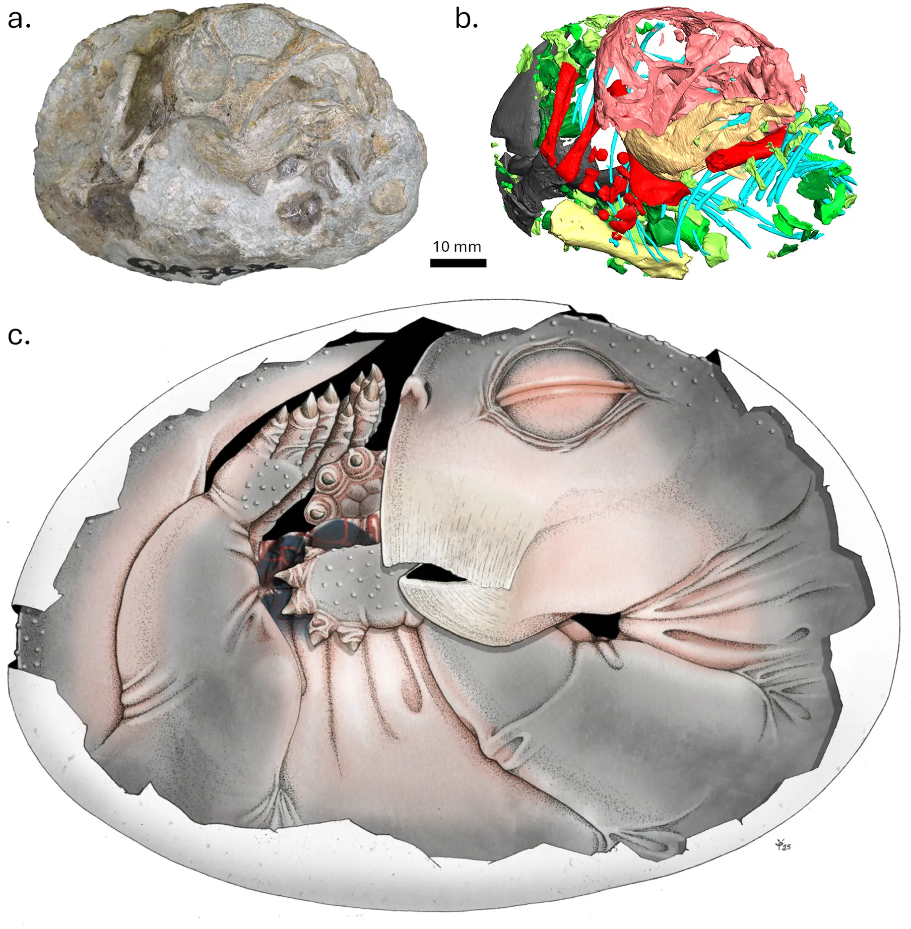 The researchers discovered that the Lystrosaurus hatchling was within an egg after scanning it (Professor Julien Benoit/Sophie Vrard)