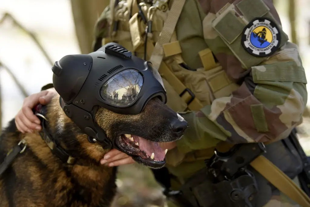 Warhound wants to fix an apparent reliance of sourcing dogs from Europe (NICOLAS TUCAT / Contributor / Getty)