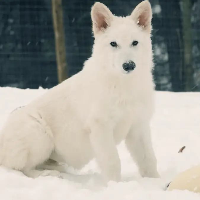 Truth behind scientists reviving extinct dire wolf not seen for 10,000 years