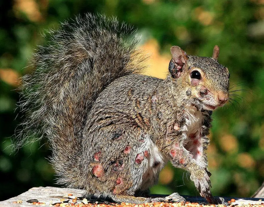 'Zombie' squirrels have been popping up across the United States in increasing numbers (Facebook/Evelyn's Wildlife Refuge)