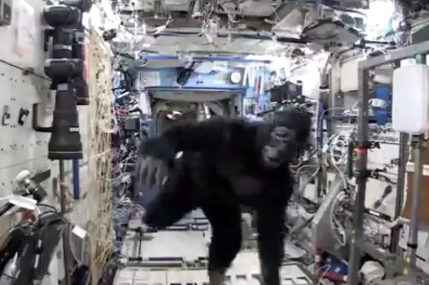 In 2015, he smuggled a gorilla suit onto the International Space Station as a prank (X/Scott Kelly)