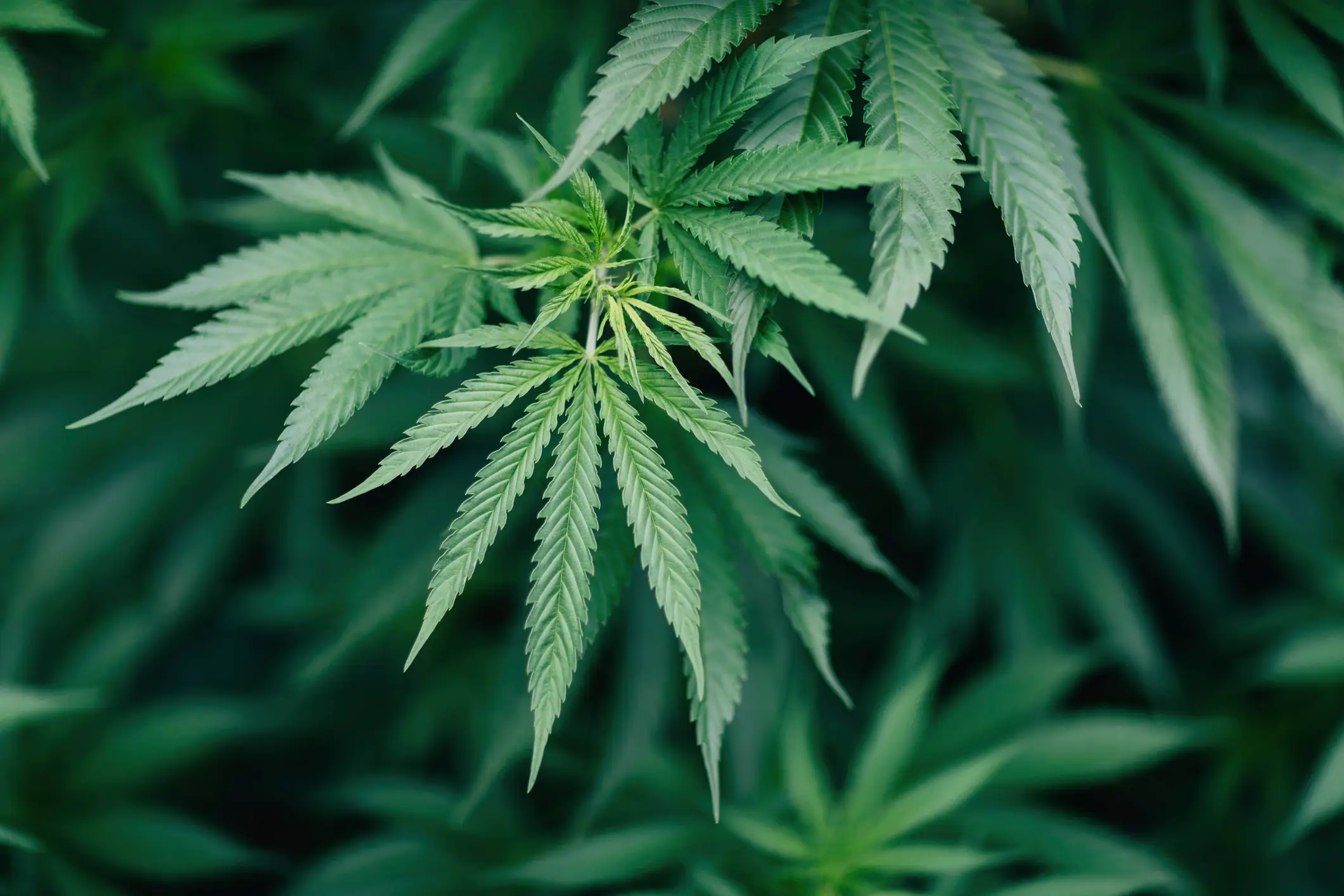 Trump's administration is looking to reclassify marijuana. (Norman Posselt/Getty)