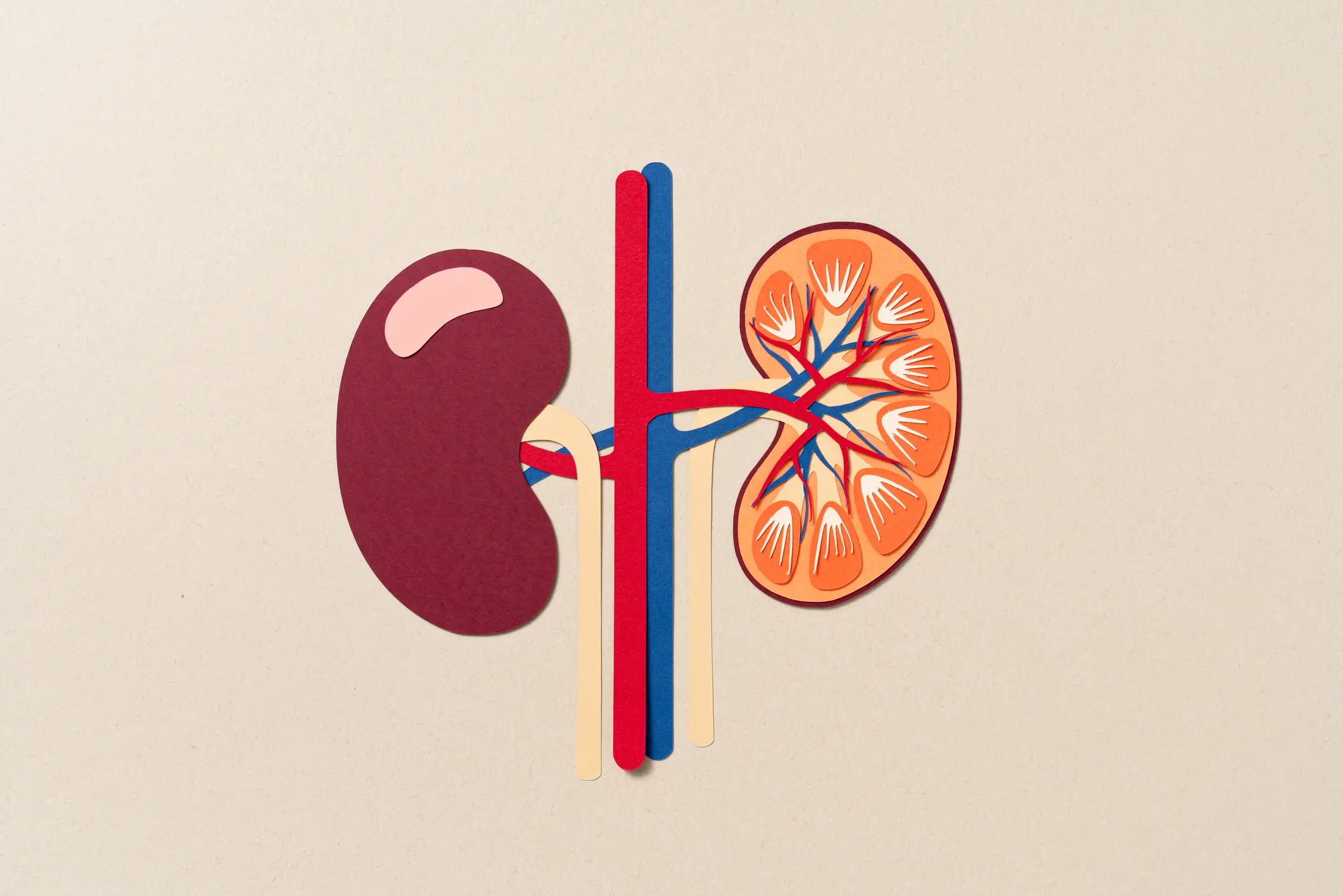 Many people live happy and healthy lives with only one kidney inside their body (Getty Stock)
