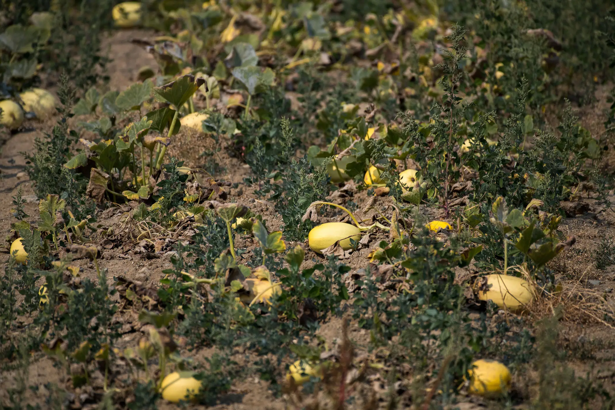 Large parts of the world could experience a famine and be plunged into hunger as a result of a super El Niño (Getty Stock)