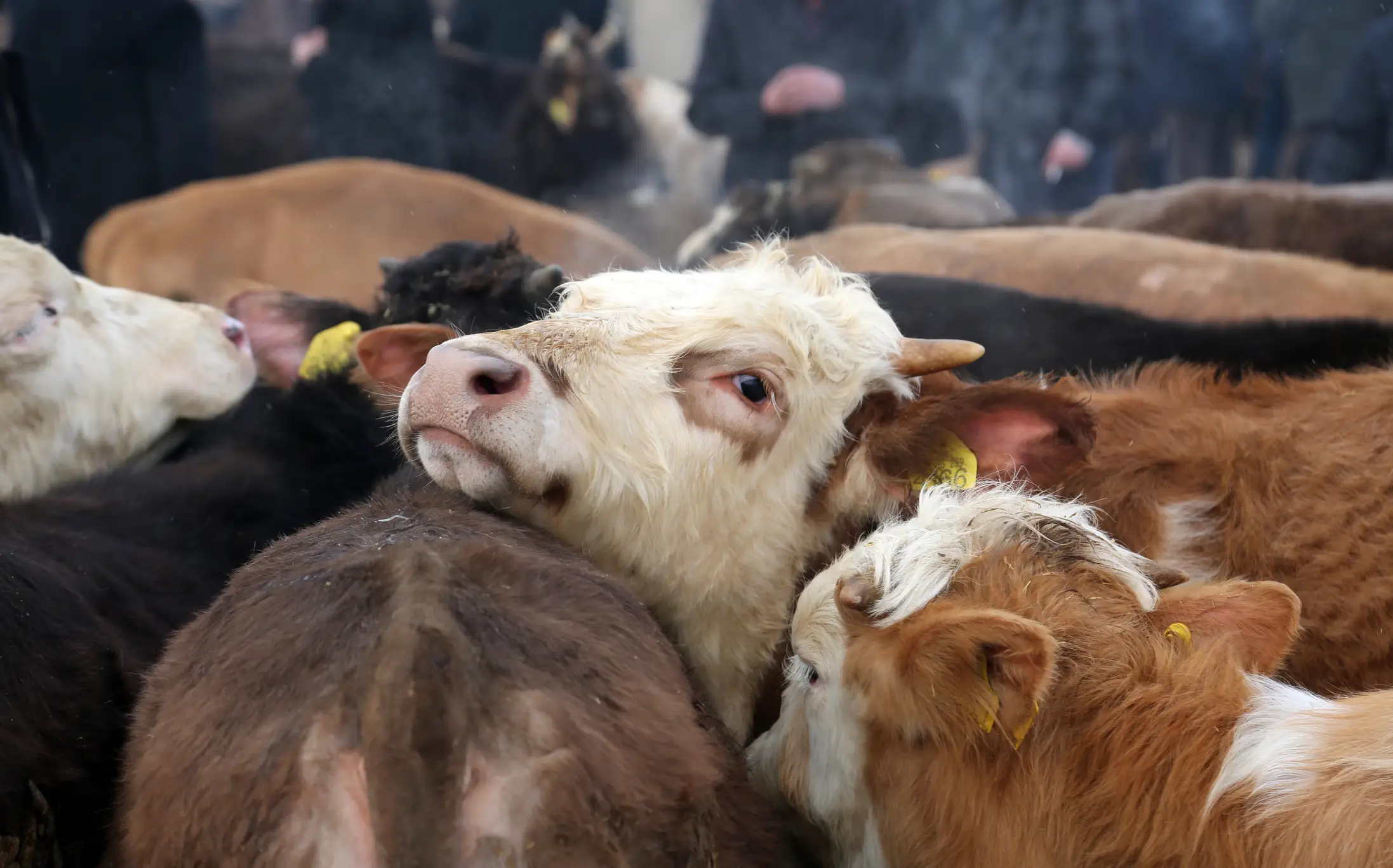 Users of the app thought they were investing in Turkish farms (Omer Serkan Bakir/Getty Images)