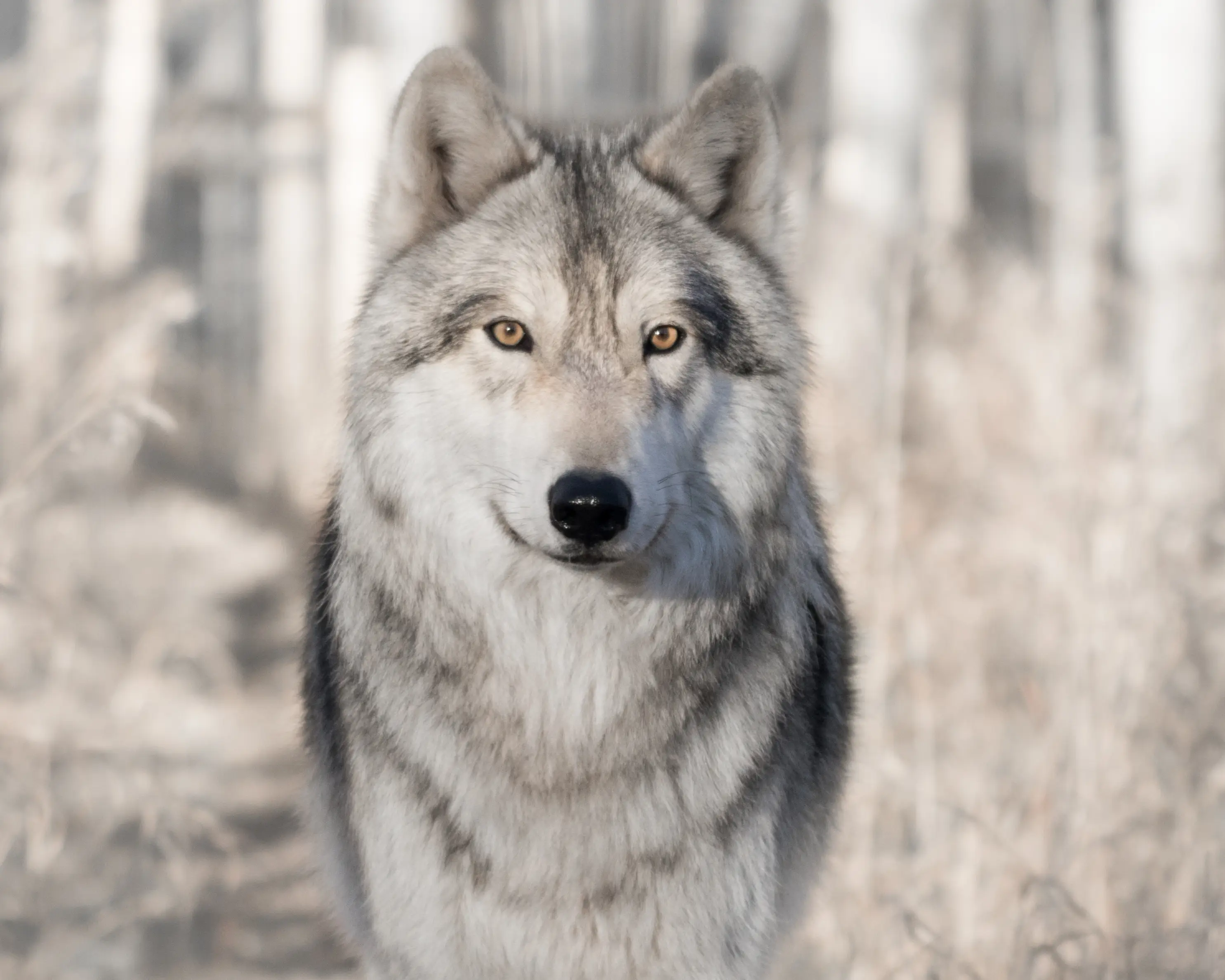 At least 60 wolves remain in California today (Curtis Barnes/500px/Getty)
