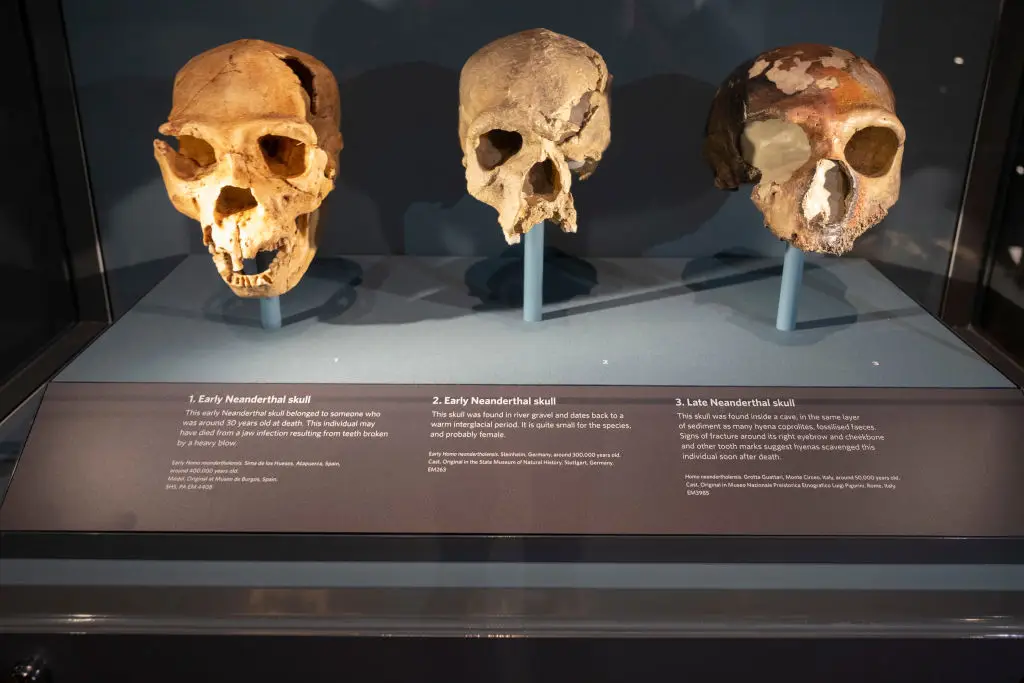 Neanderthals once co-existed with homosapiens (Mike Kemp/In Pictures via Getty Images)