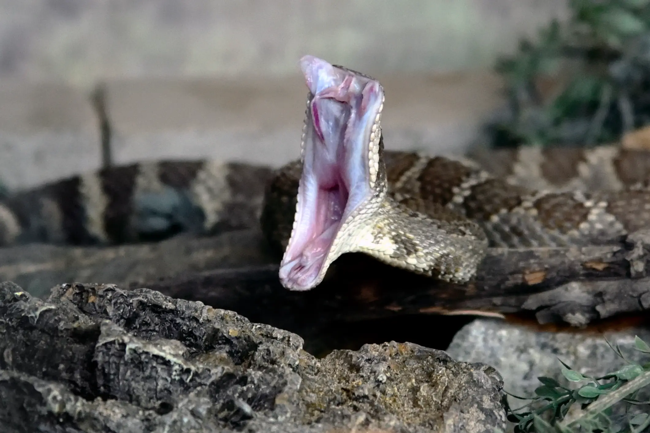 Levinson used a real rattlesnake for Nate's death, putting the lives of cast and crew at risk (Getty Stock)