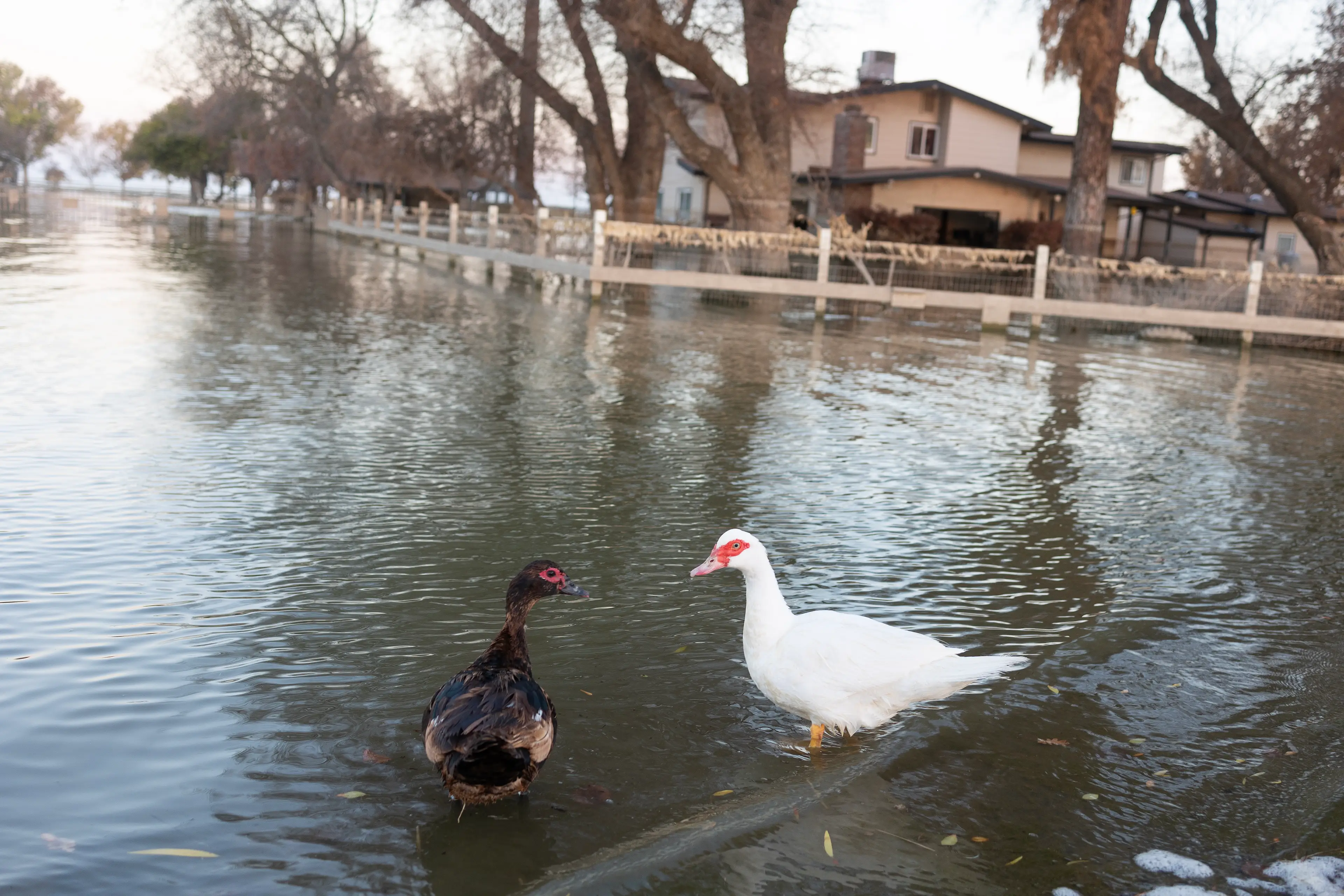 The lake's return has seen a resurgence of wildlife in the area (Andrew Lichtenstein/Getty Images)