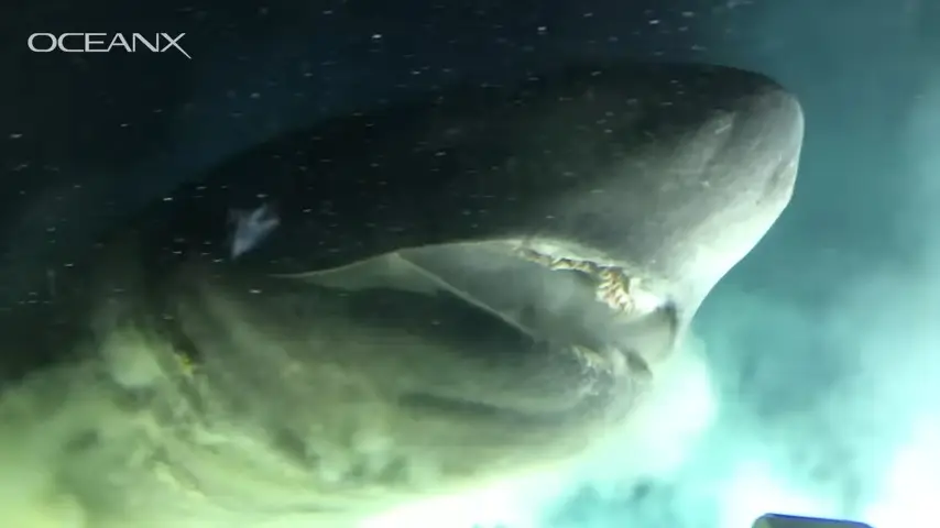 The massive  bluntnose sixgill shark (OceanX)