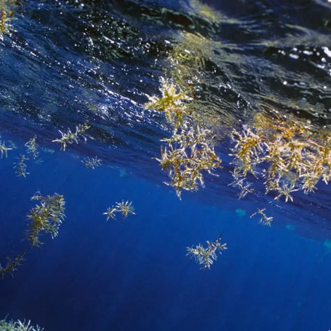 Fascinating sea that doesn't touch any land is home to one of humanity's most shameful sites