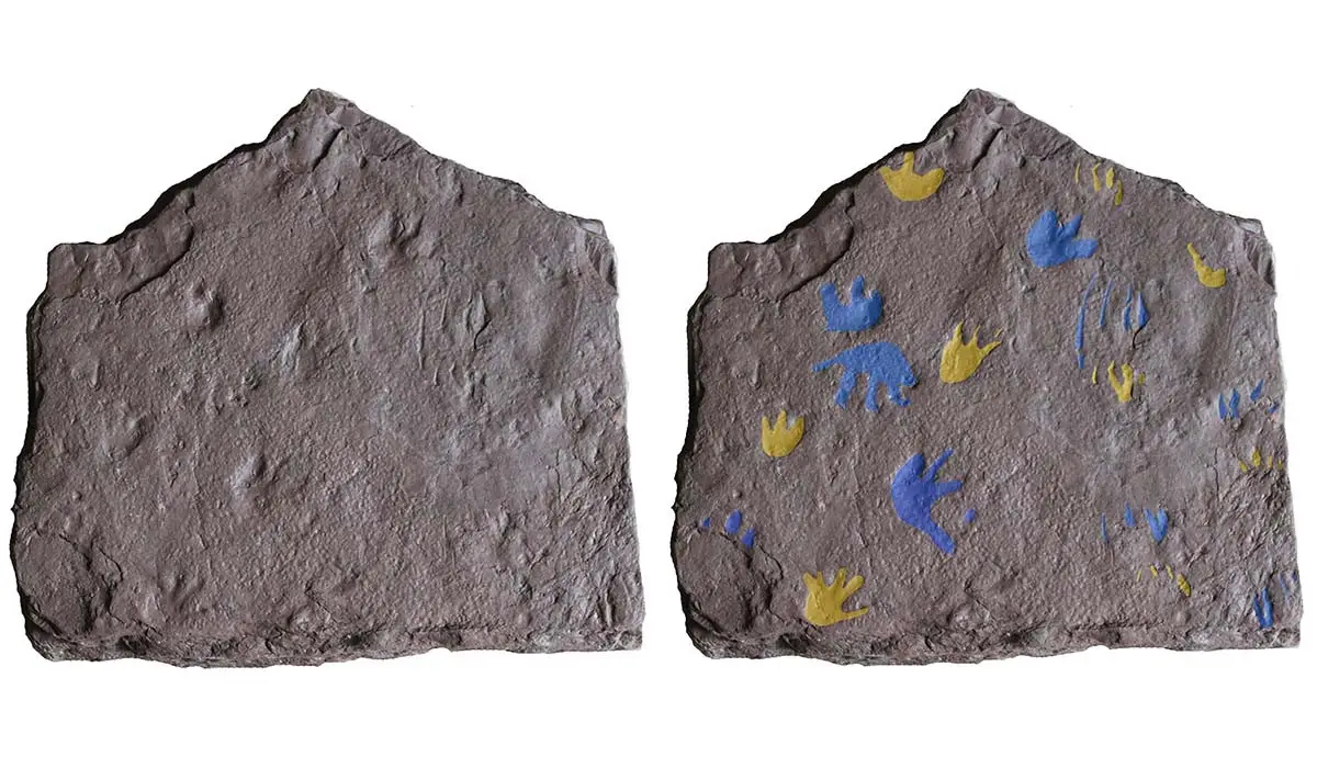 The footprints date back to millions of years ago (Grzegorz Niedzwiedzki)