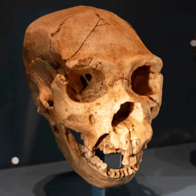 Archaeologists uncover astonishing evidence of new human species living 2,500,000 years ago