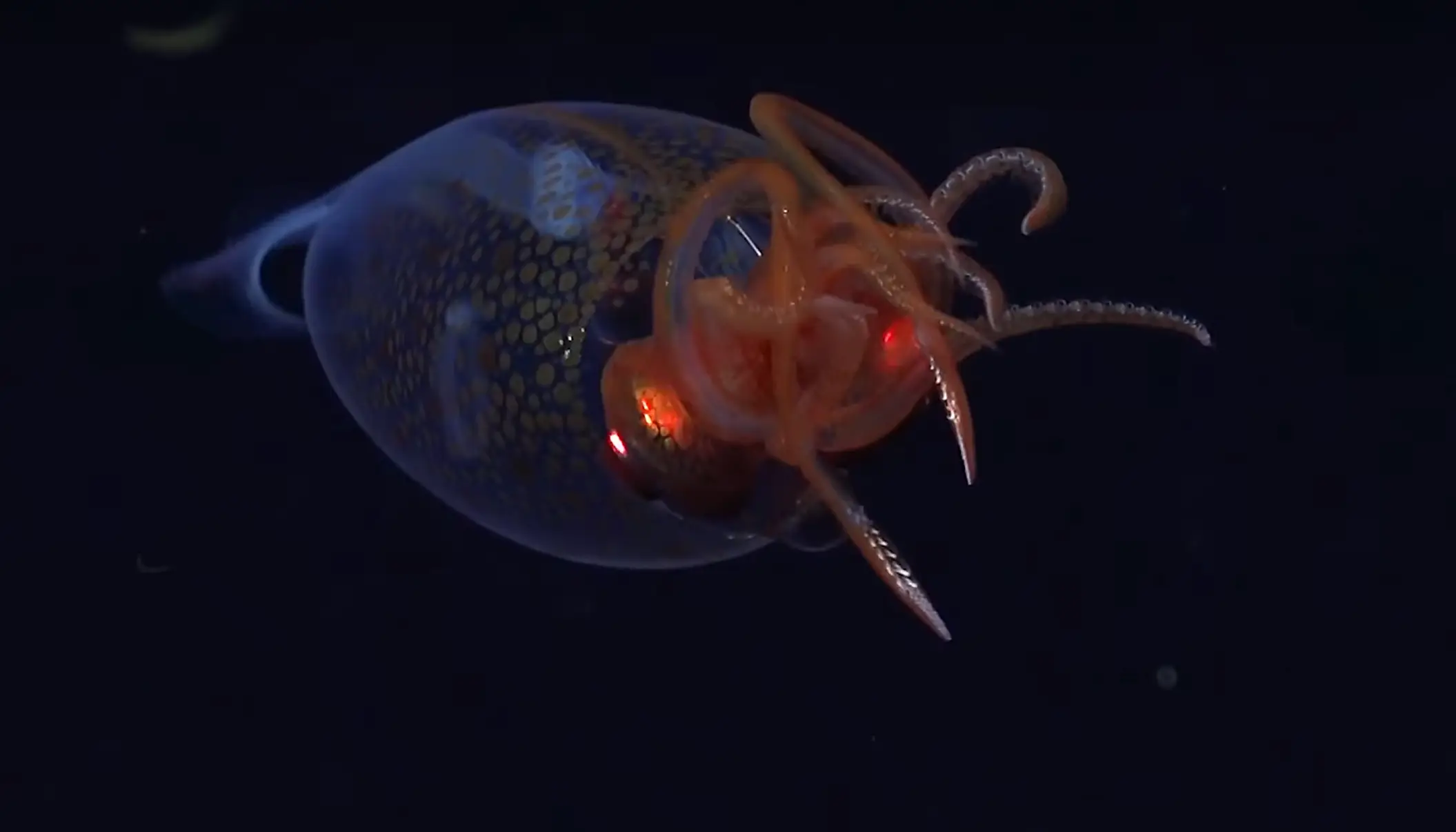 (Until now, most of what we’ve known about colossal squid has come from remains or dead squid. (Schmidt Ocean/YouTube)