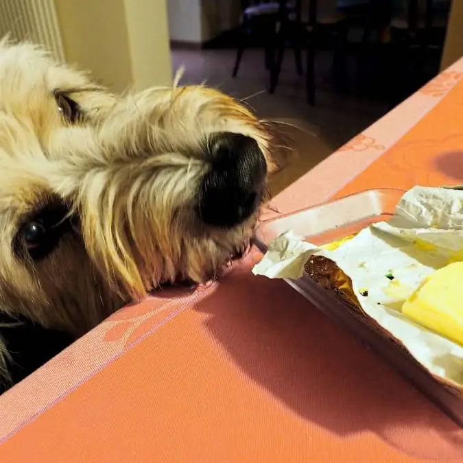 ‘Ozempic for dogs’ could be the next big thing in pet health coming soon