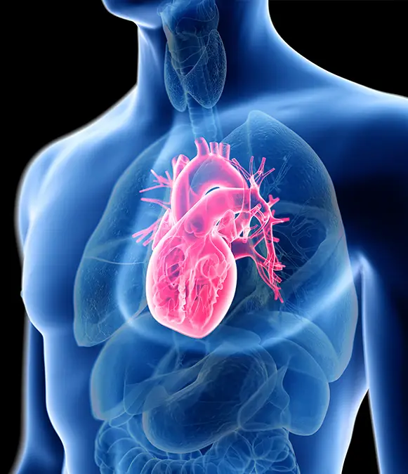 The heart's contains far more mitochondria than skeletal muscles / Noctiluxx/SCIEPRO/Science Photo Library/Getty Images