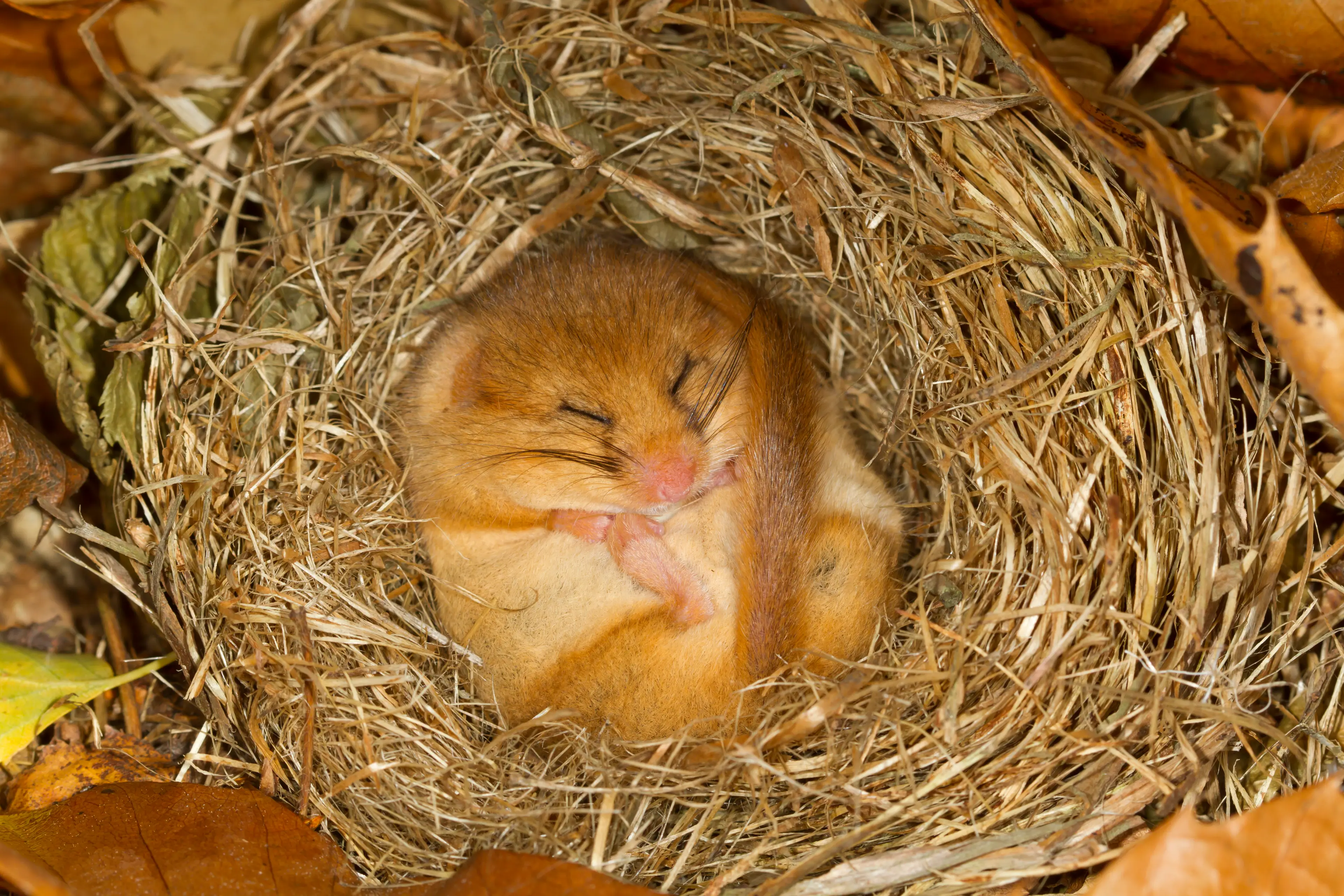 Humans could be missing out on the benefits of hibernation (Roger Tidman / Getty)
