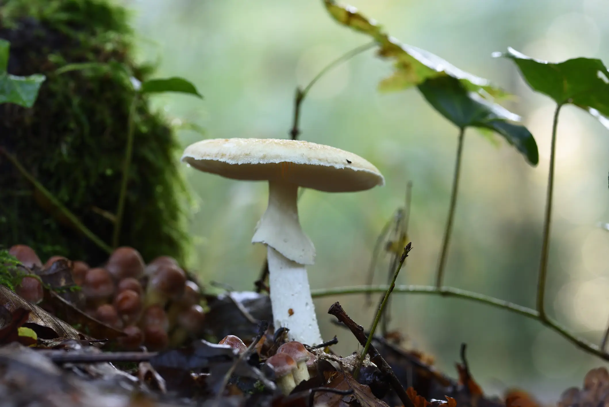 Three people at the meal later died from death cap mushroom poisoning (Albert Fertl/Getty Images)