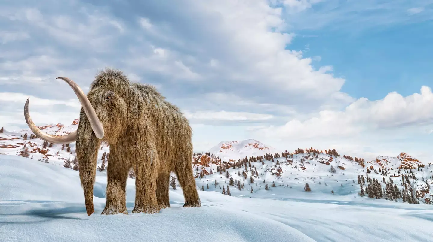 It's been 4,000 years since mammoths last walked the earth (LEONELLO CALVETTI/SCIENCE PHOTO LIBRARY/Getty Images)