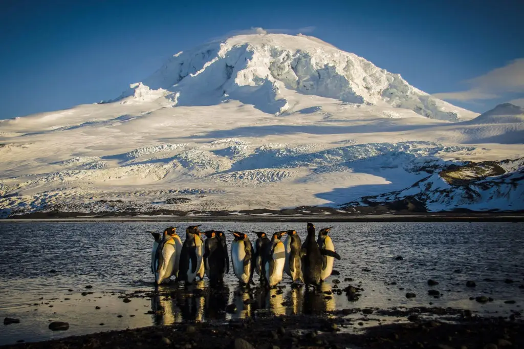 All you'll find on the Heard and McDonald Islands is an abundance of wildlife (MATT CURNOCK / Contributor / Getty)