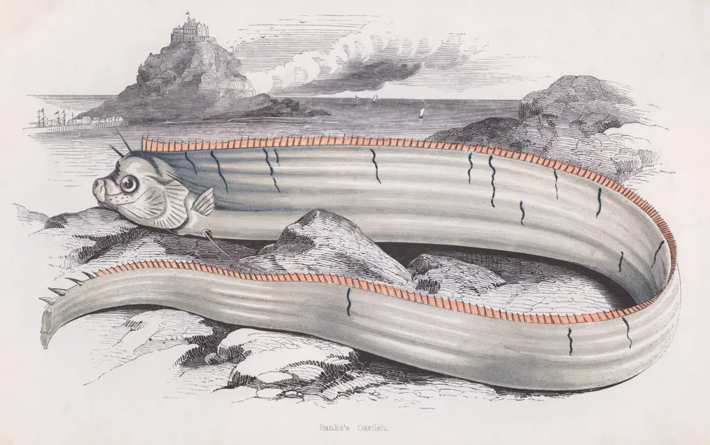 Oarfish are almost mythical creatures, stretching up to 11 meters in length and having an otherworldly-like appearance (Hulton Archive/Getty Images)