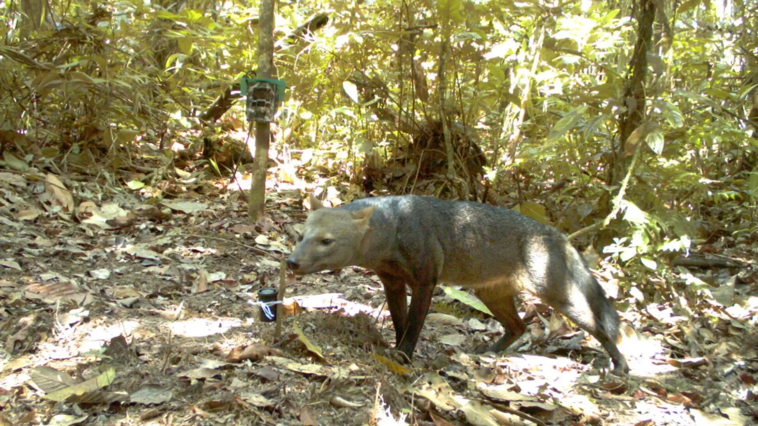 The dog's acute hearing, powerful sense of smell and secretive nature make sightings in the wild very rare (G. Ayala & M.E Viscarra/Wallace et al. 2026, Neotropical Biology and Conservation)