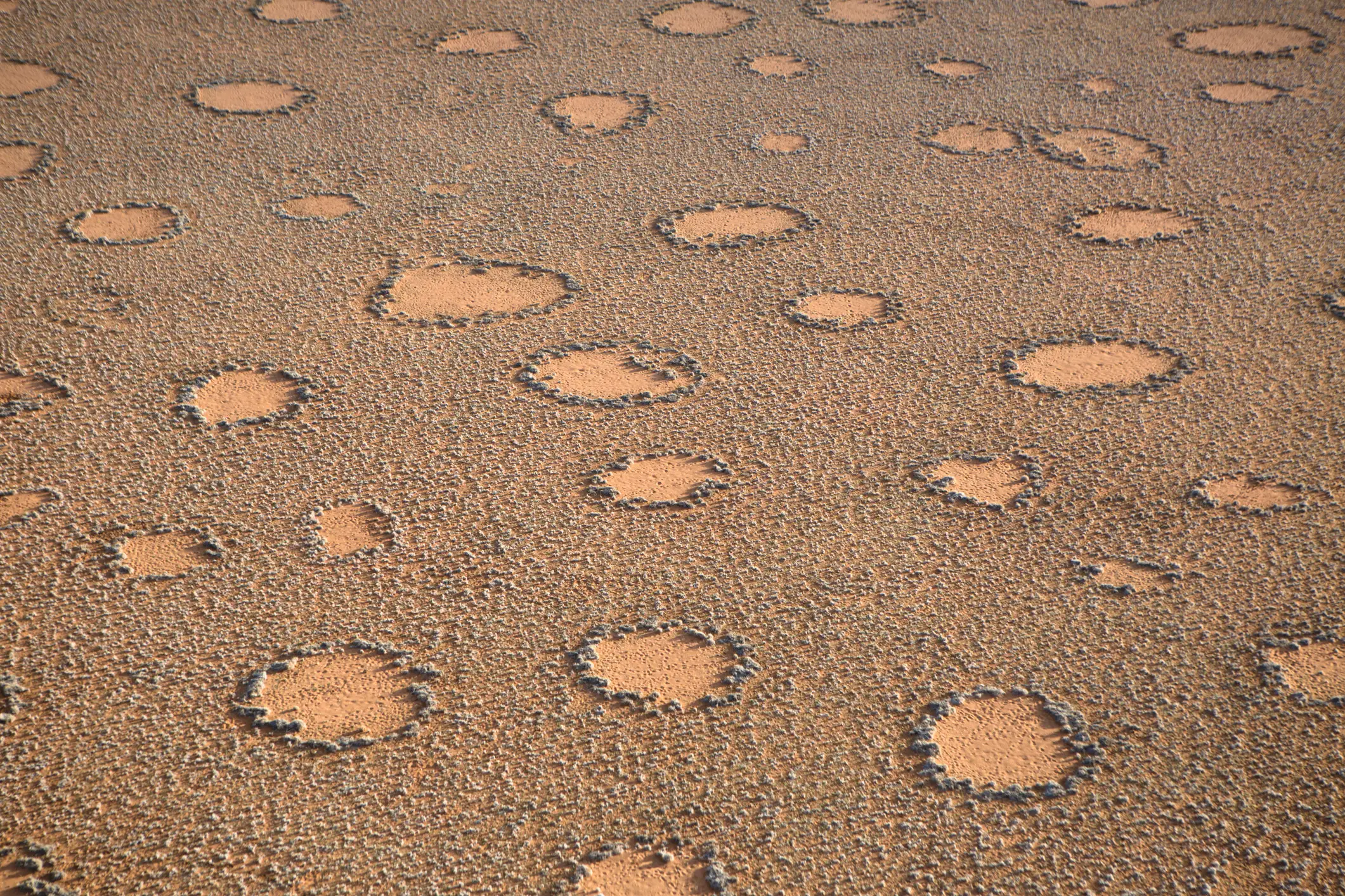 The Namib Desert's 'fairy circles' are bare circular patches scattered across a thousand miles (2630ben/Getty)