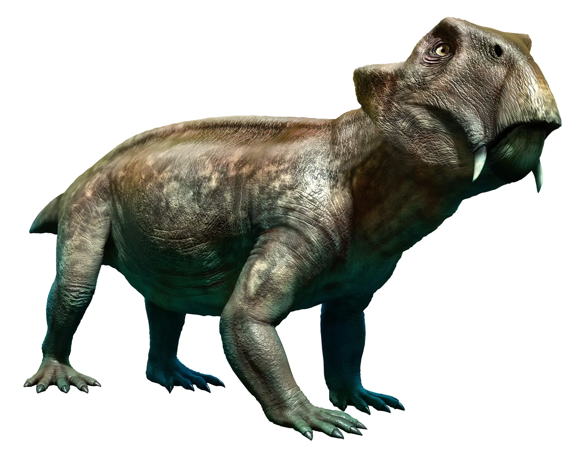 Lystrosaurus are considered to be ancestors of modern mammals, featuring one newly discovered trait (Getty Stock)