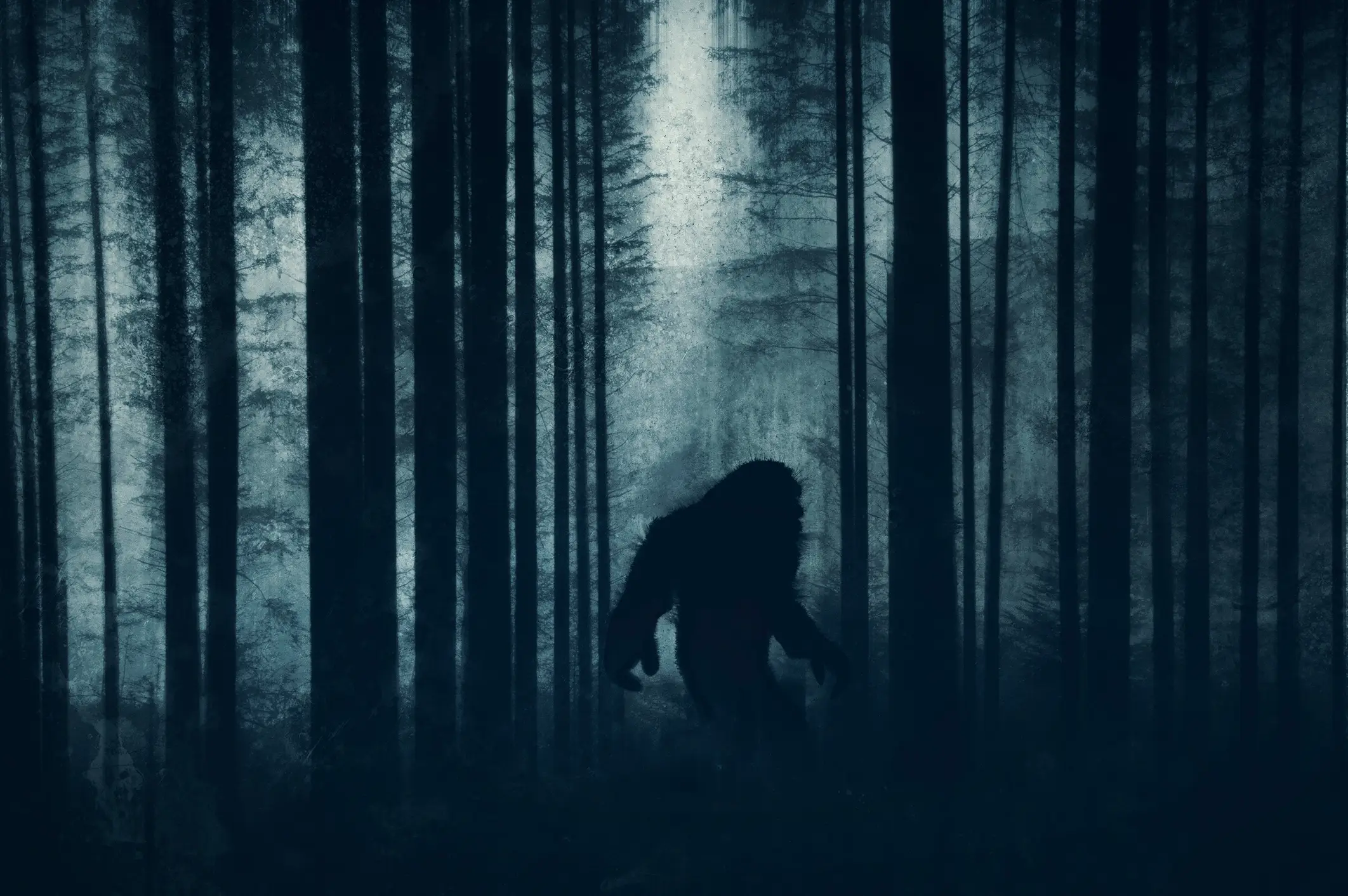 People have searched for proof of Bigfoot for many years (David Wall/Getty)