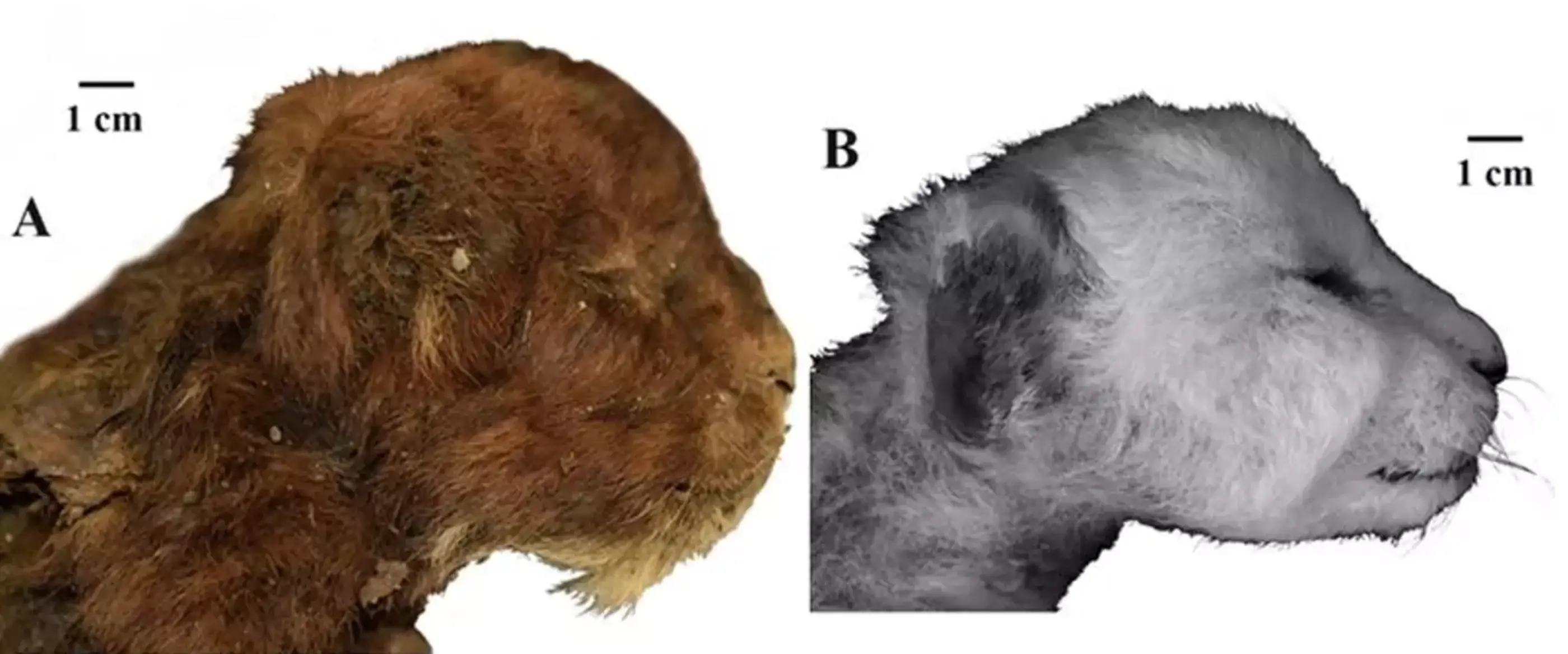 Researchers uncovered a well-preserved saber-toothed cub (A V Lopatin/Scientific Reports, 2024)