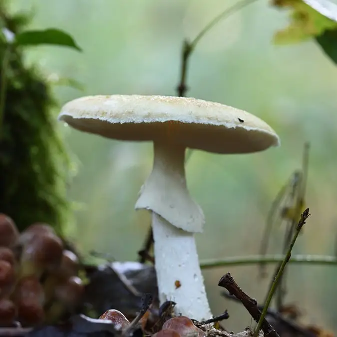 Lawyers point finger to app in case of woman who allegedly killed her family after feeding them deathly mushrooms