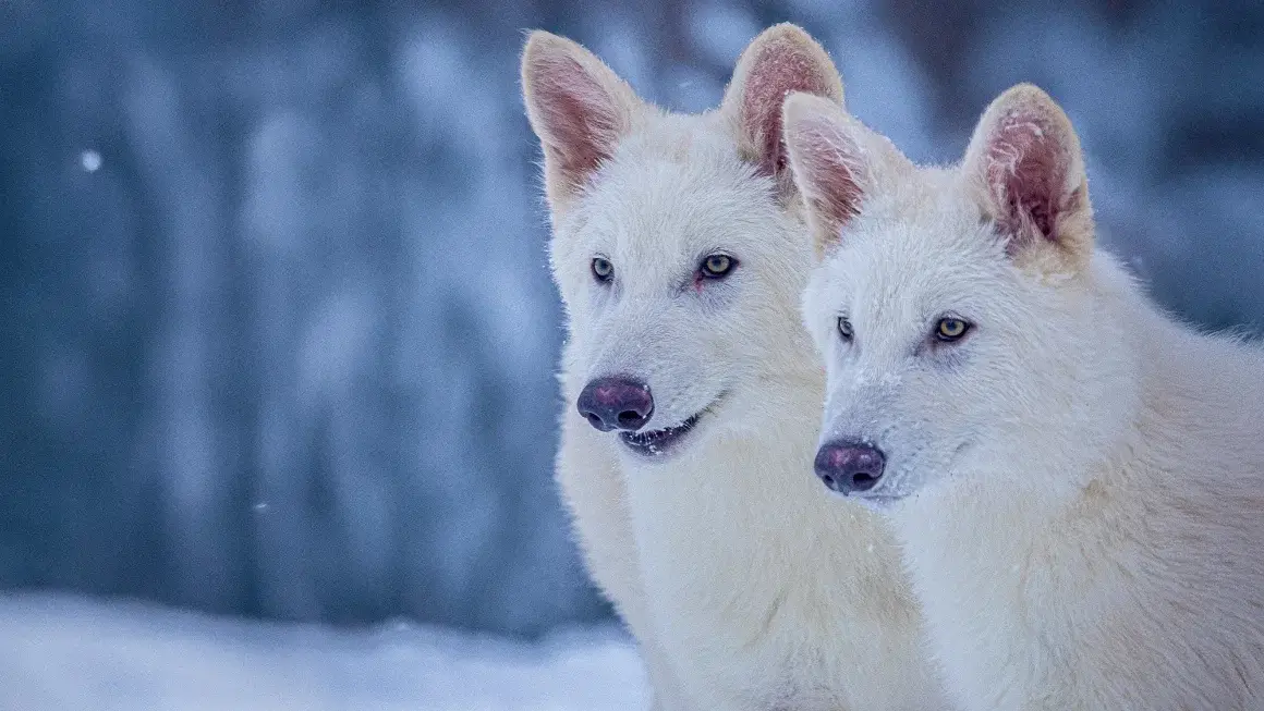 Romulus and Remus were born in October 2024 (Colossal Biosciences)