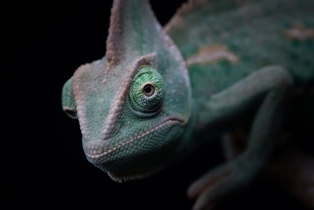 Chameleons are known for their camouflaging properties (Joel Saget/AFP via Getty Images) 