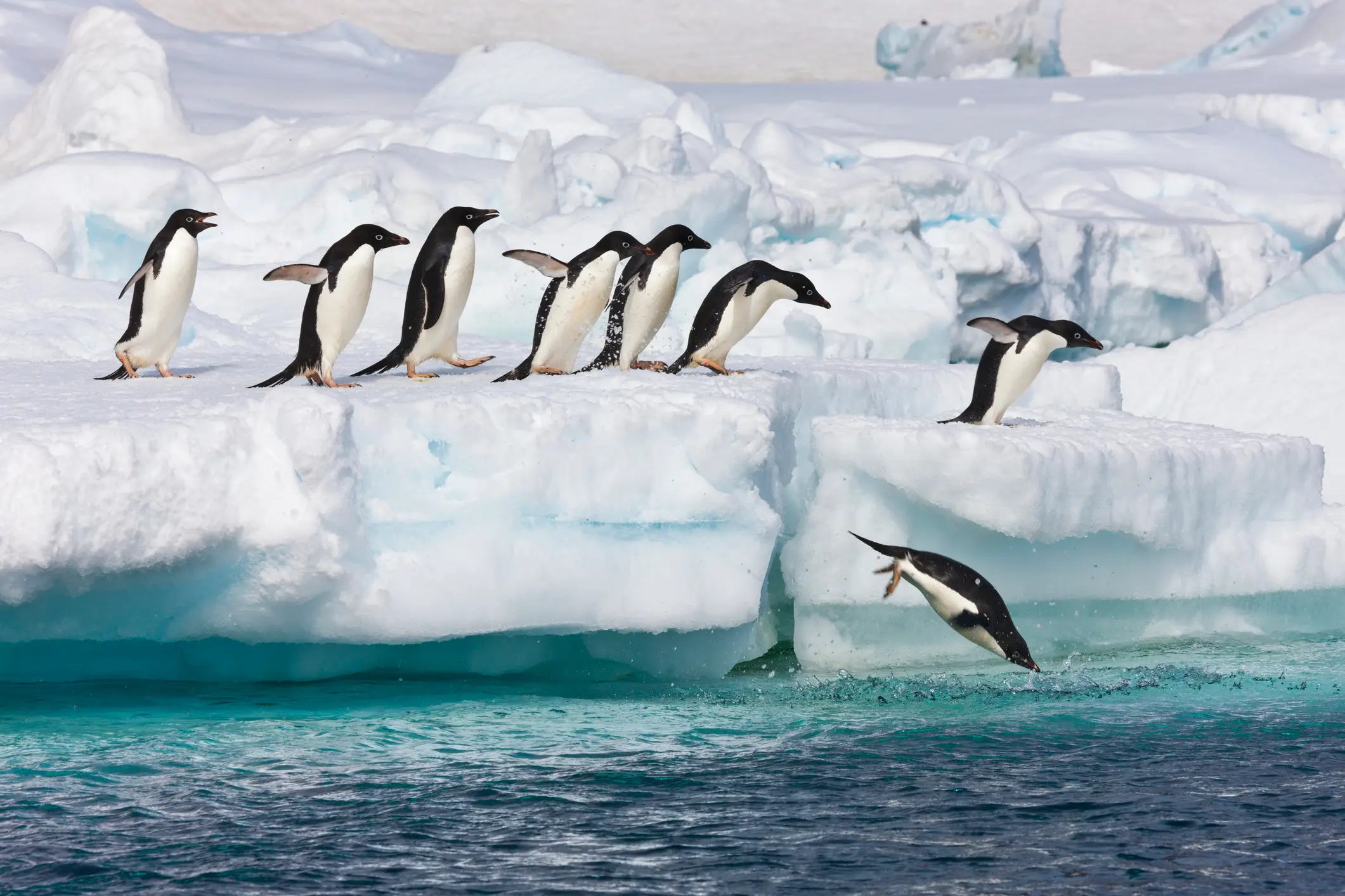 Antarctic wildlife will suffer the impact (Patrick J. Endres/Getty)