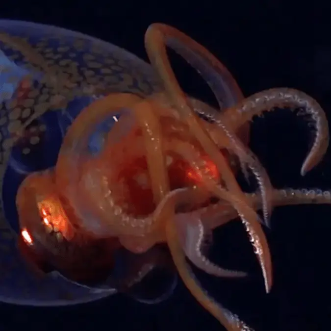 Scientists finally capture footage of mystifying sea creature lurking 2000 feet in the ocean after 100 years of trying