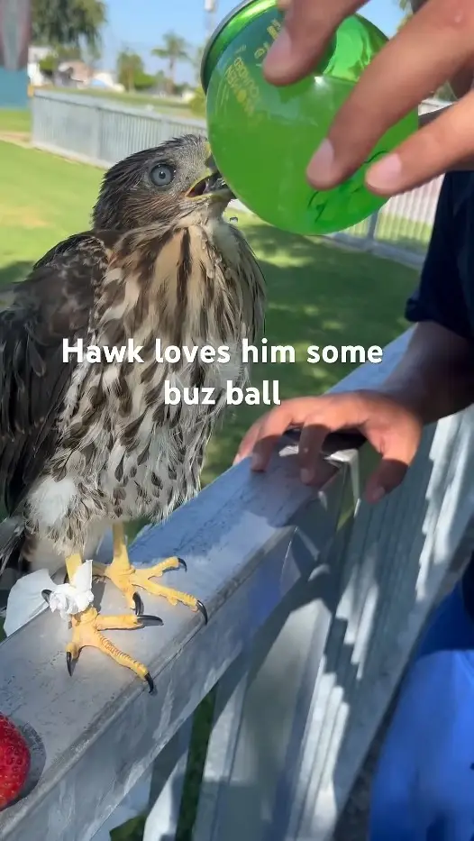Diaz uploaded a video of him feeding the Cooper's hawk a BuzzBallz alcoholic cocktail drink (California Department of Fish and Wildlife/Facebook)