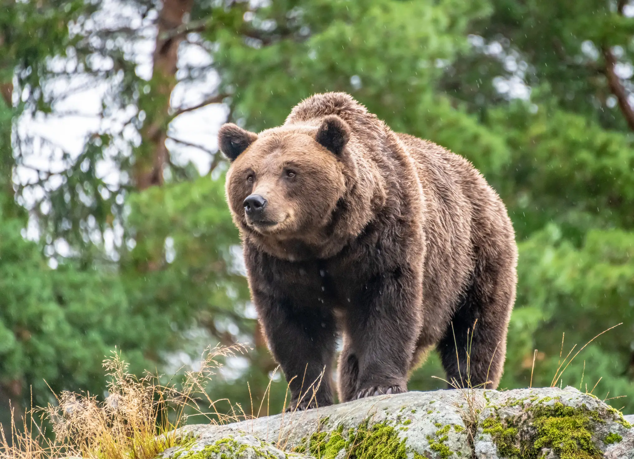 The AI image of a brown bear sparked panic in Russia (Thomas Faull/Getty Images)