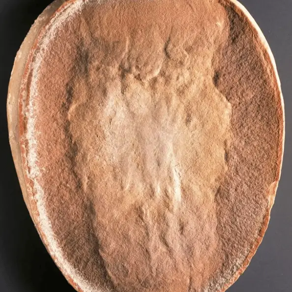 Scientists shocked as they find out 300,000,000 year-old fossil's true identity after discovering it belonged to a totally different species