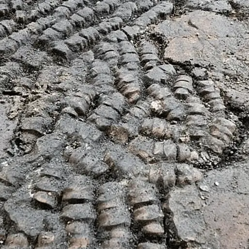 Archeologists uncover mysterious floor made from bones in red light district thought to be 500 years old