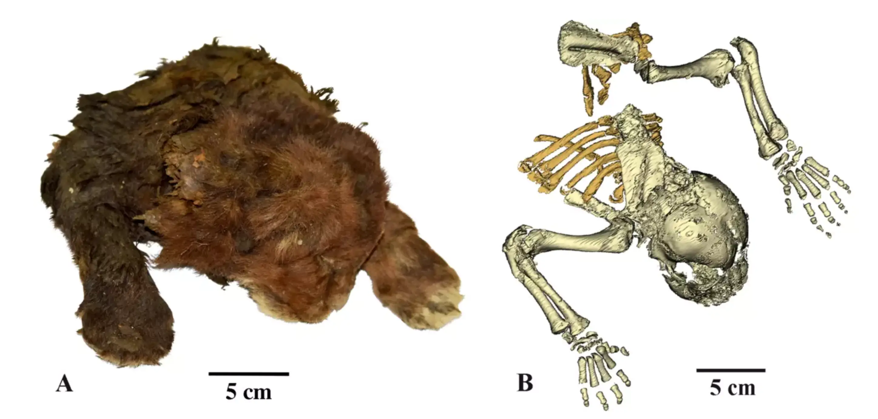 The mummified cat is 35,000 years old (A V Lopatin/Scientific Reports, 2024)