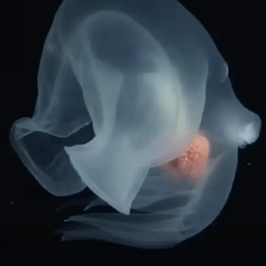 'Devious' new species discovered in mysterious 'midnight zone' of the deep sea 13,000 ft below the surface