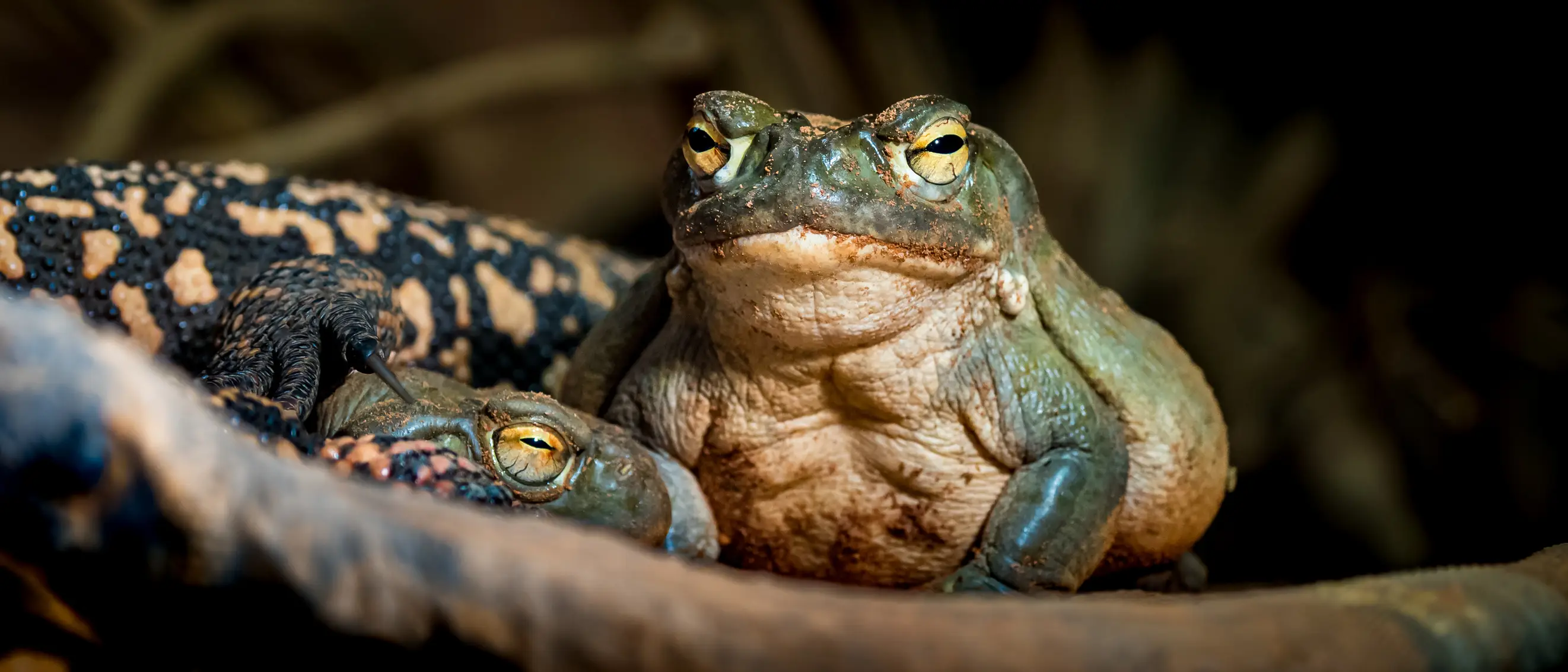 The Colorado River toad is a known source of the 'God molecule' (Kris Hoobaer / Getty)