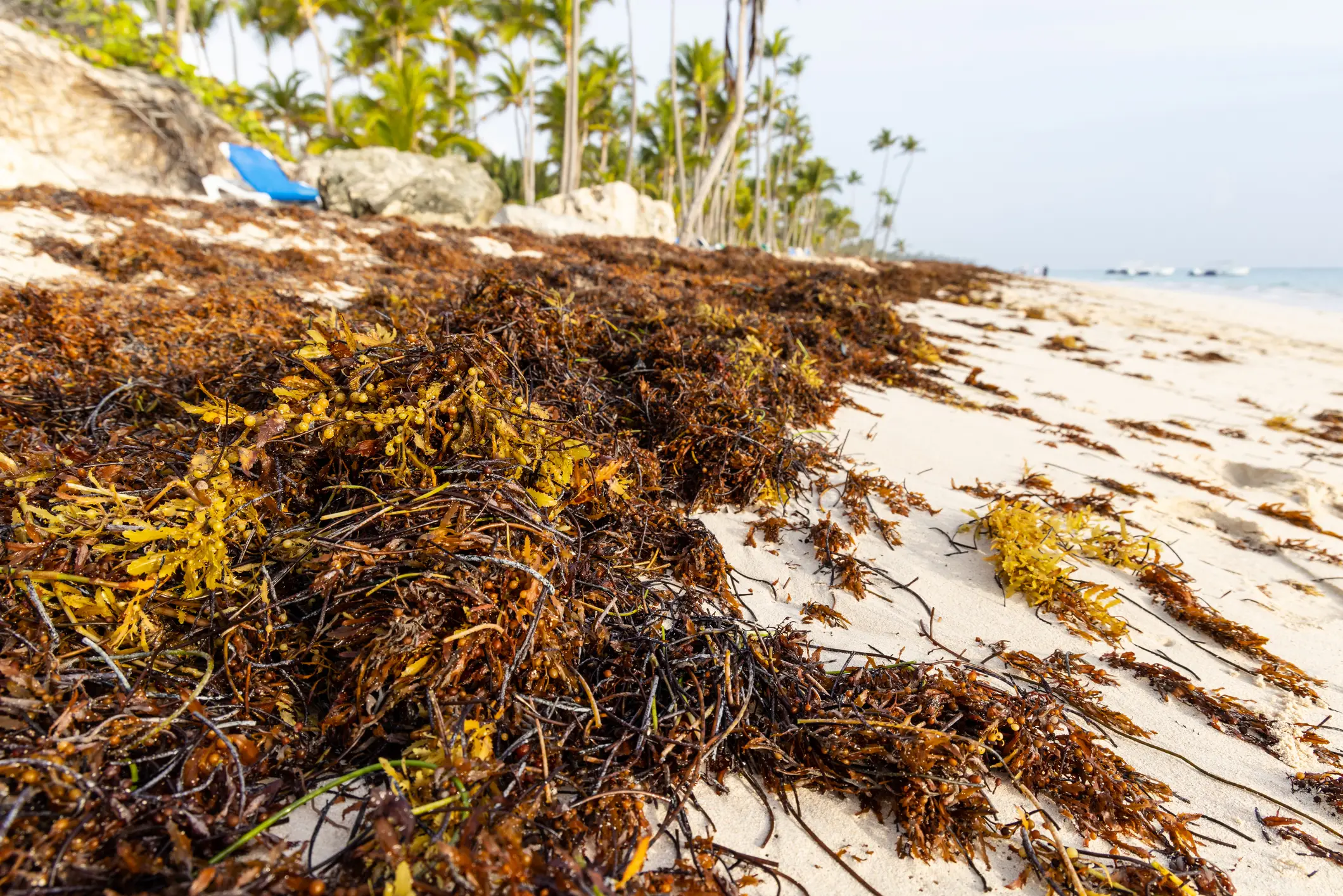 Sargassum plays an important role in the open ocean (Brent Durand/Getty)