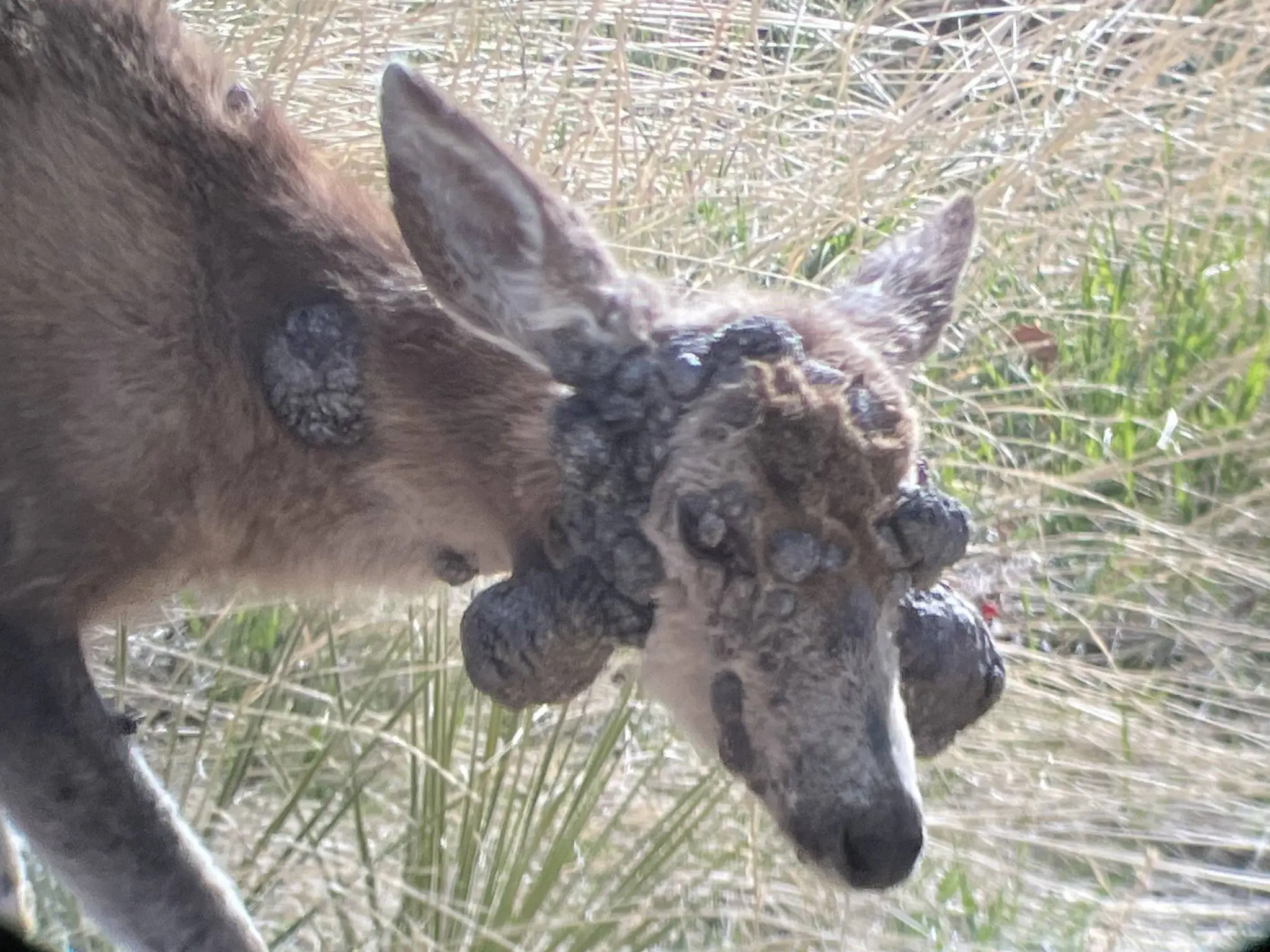 The infection doesn't always clear up on its own (Colorado Parks and Wildlife  — Northeast Region)