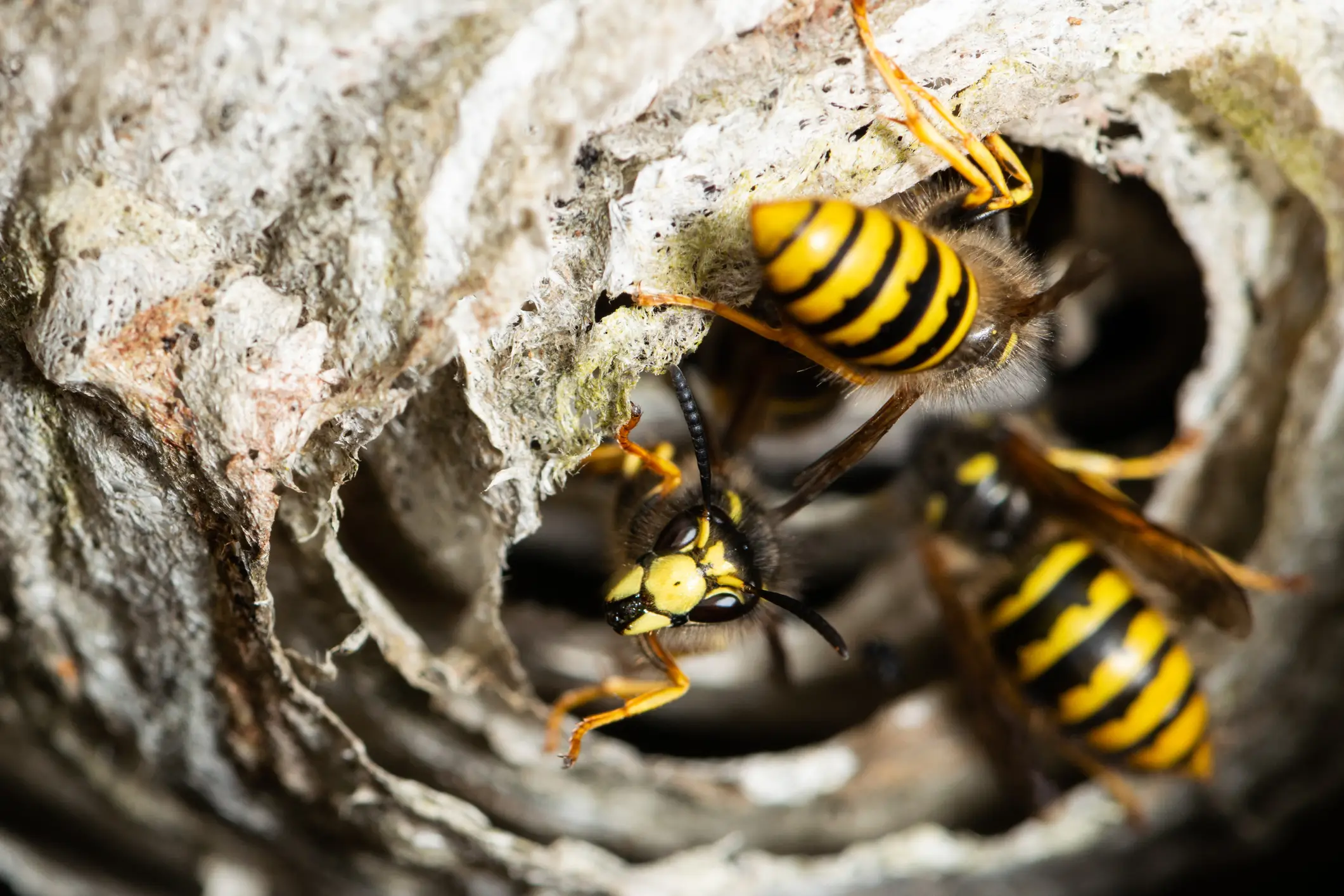 Close up of wasps at the entrance of their nest (Getty Images)